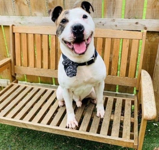 Friendly Ayrshire dog who loves walks and playtime needs new home