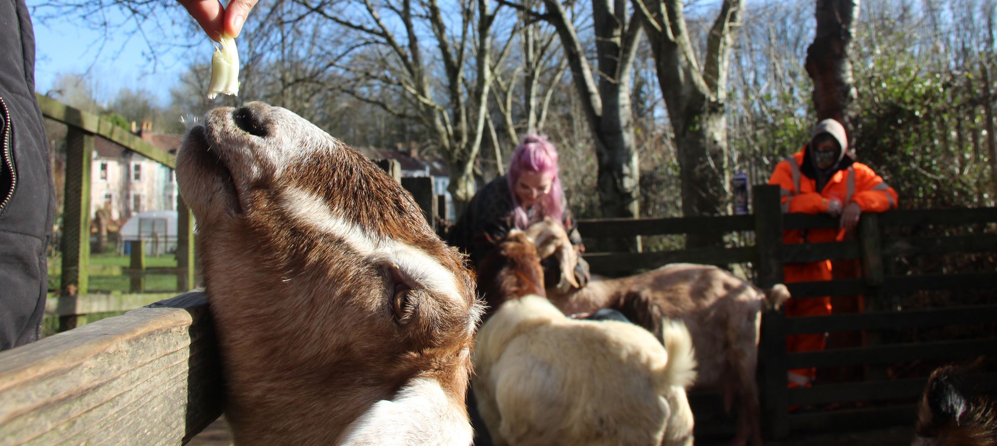One week left to support Bristol city farm's Crowdfunder campaign