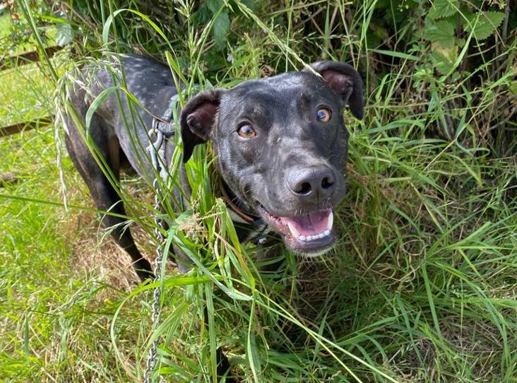 RSPCA launches Adoptober in Lancashire