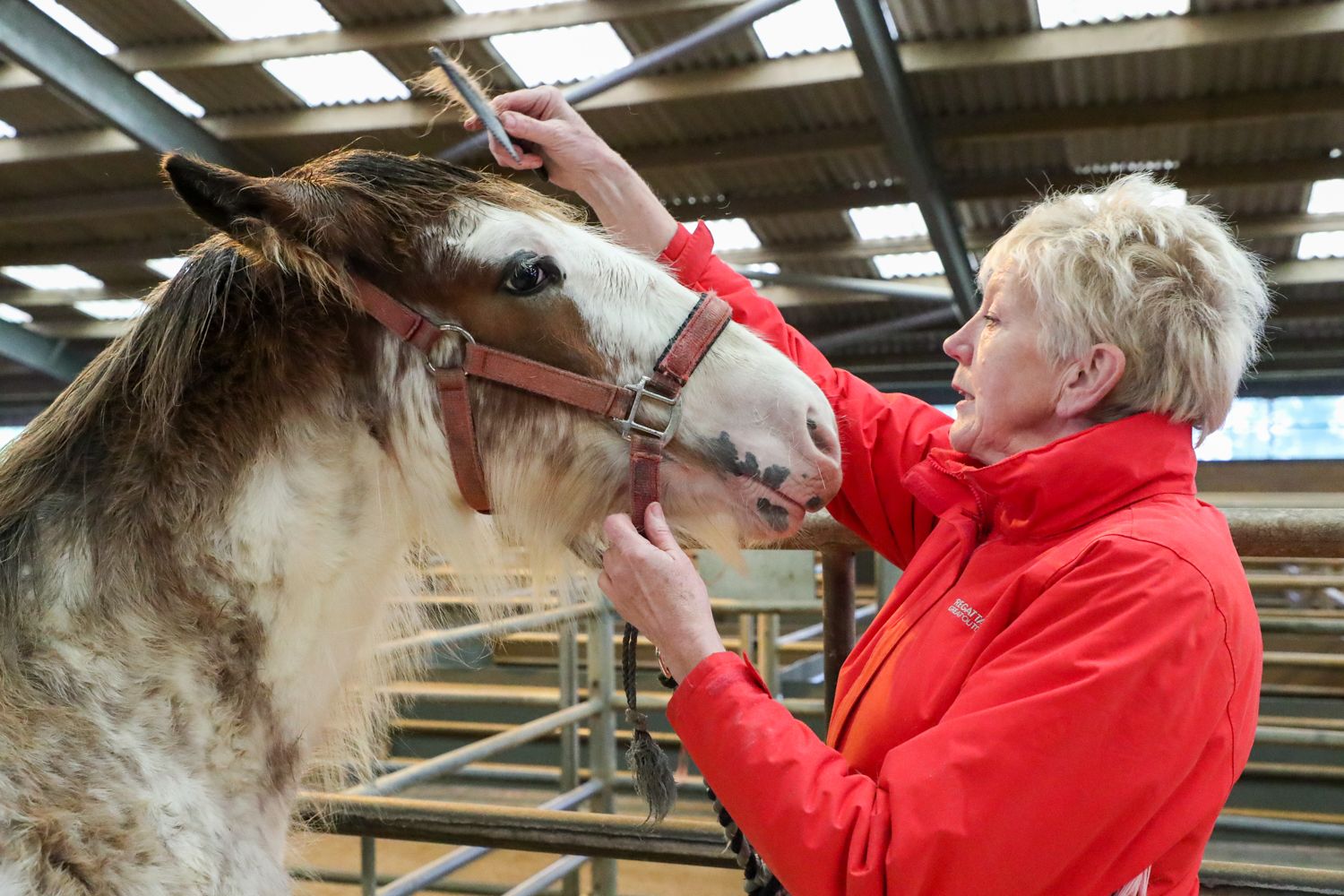 Kilmarnock Foal Show Society put a spotlight on Ayrshire's best