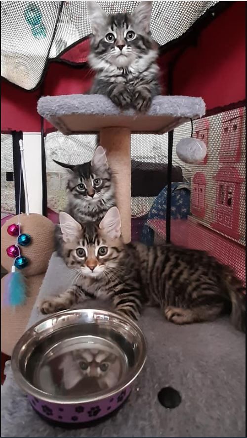 Moggy Matchmakers: Can you offer these cute kittens a loving home