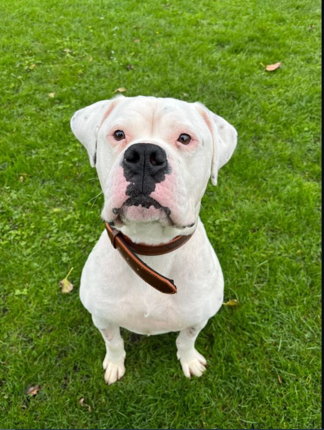 RSPCA column: Cash, Bianca and Skylos are looking for their forever homes