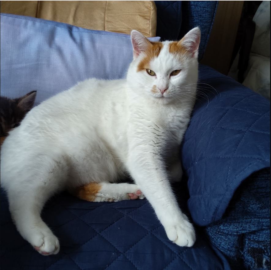 Moggy Matchmakers: Do you have the right home for Blanche