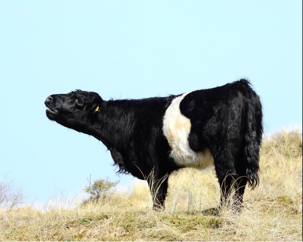 Sefton Coast Column: Conservation grazing cattle return for winter