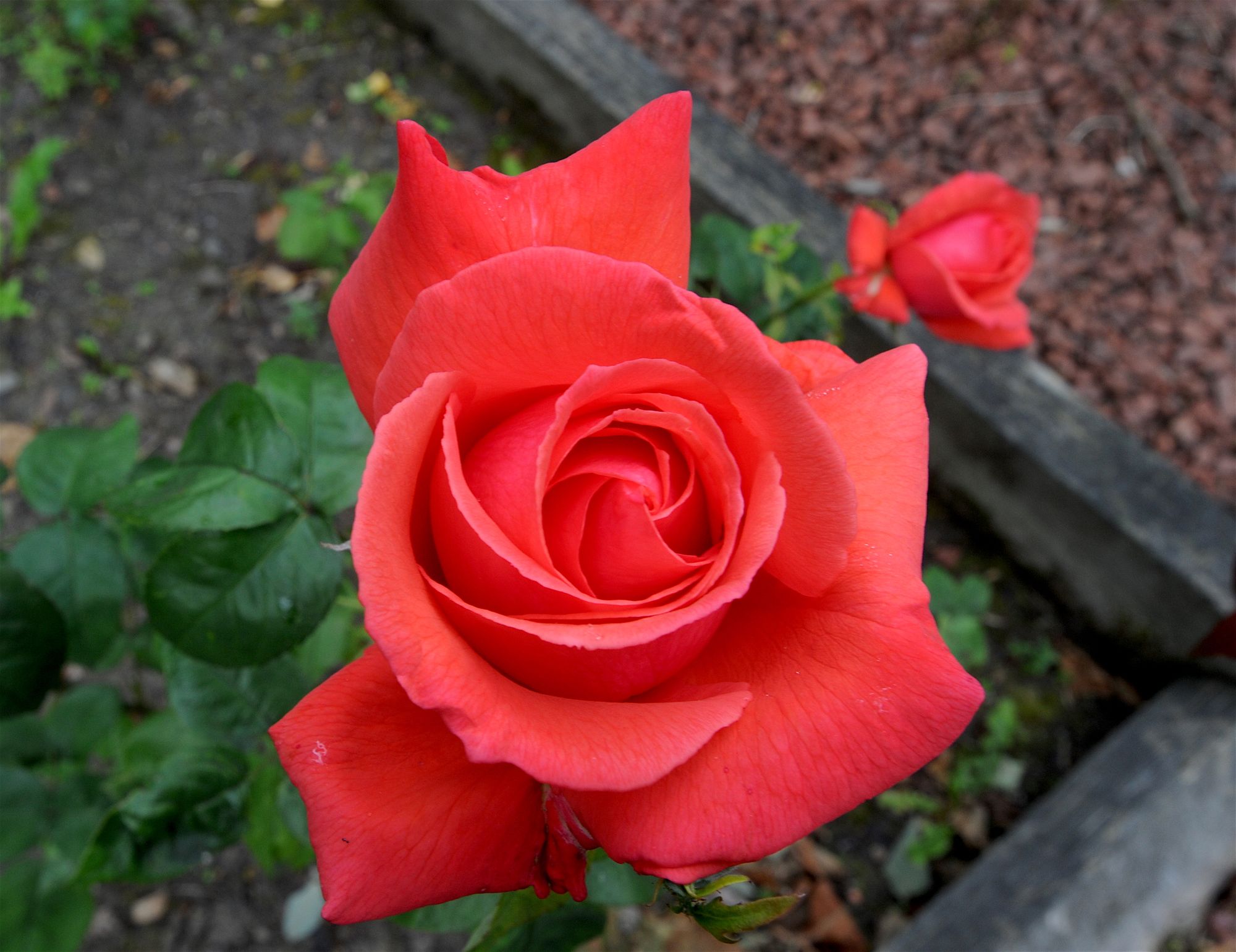 Mauchline Horticultural and Agricultural Society meeting