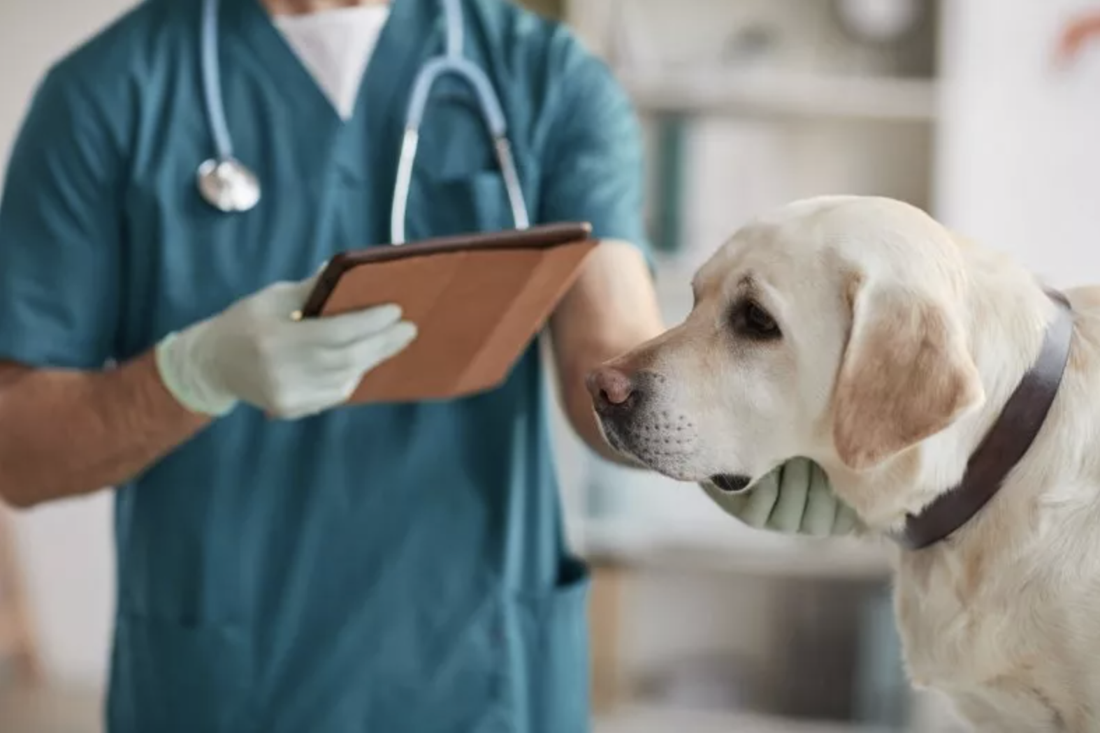 ‘No dog should go without tasting chocolate' says animal hospital offering 'goodbye kisses'