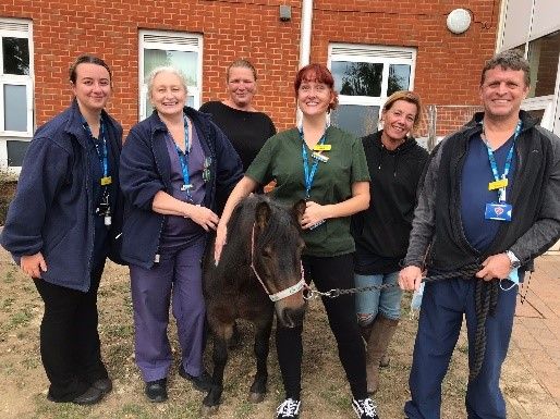 Shetland pony Secret's visit brings joy to Essex patients