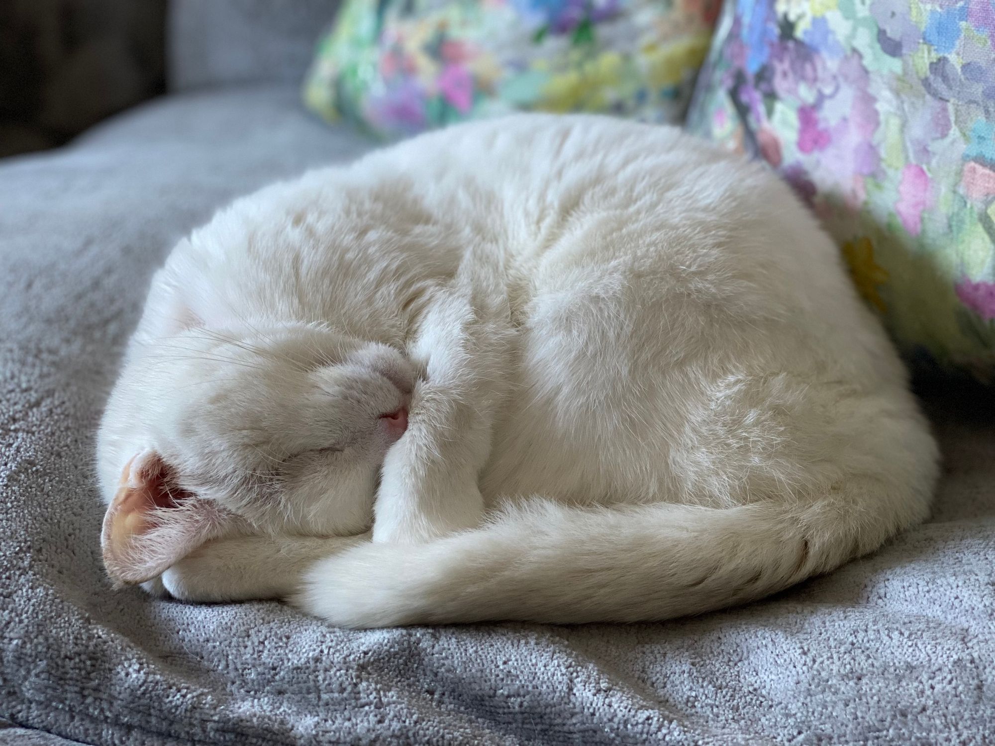 Sign your pet up to be an emergency blood donor and save a life