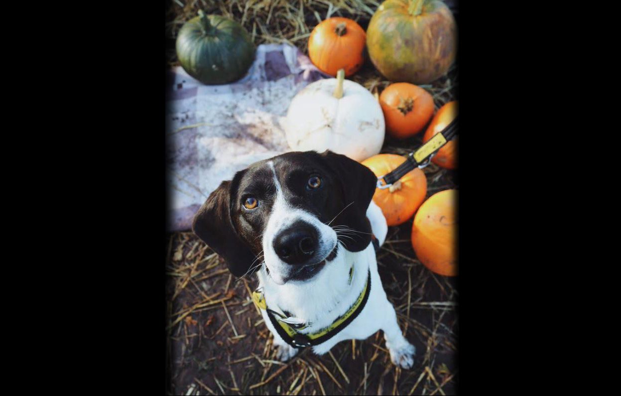 Merseyside Dogs Trust safety tips to owners this Halloween