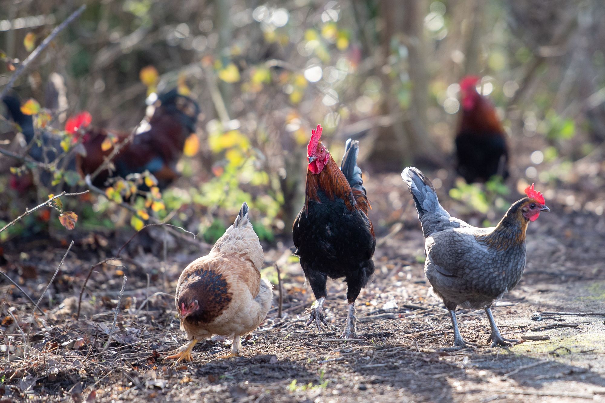 Red alert issued as UK prepares for worst ever bird flu outbreak
