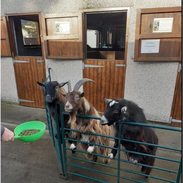 Kind donation restores stables at Holmeswood animal sanctuary