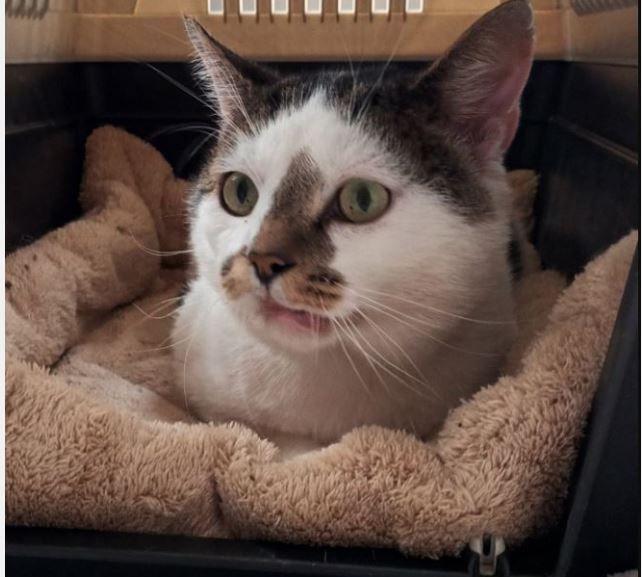 Moggy Matchmakers: Oliver really deserves a caring forever home