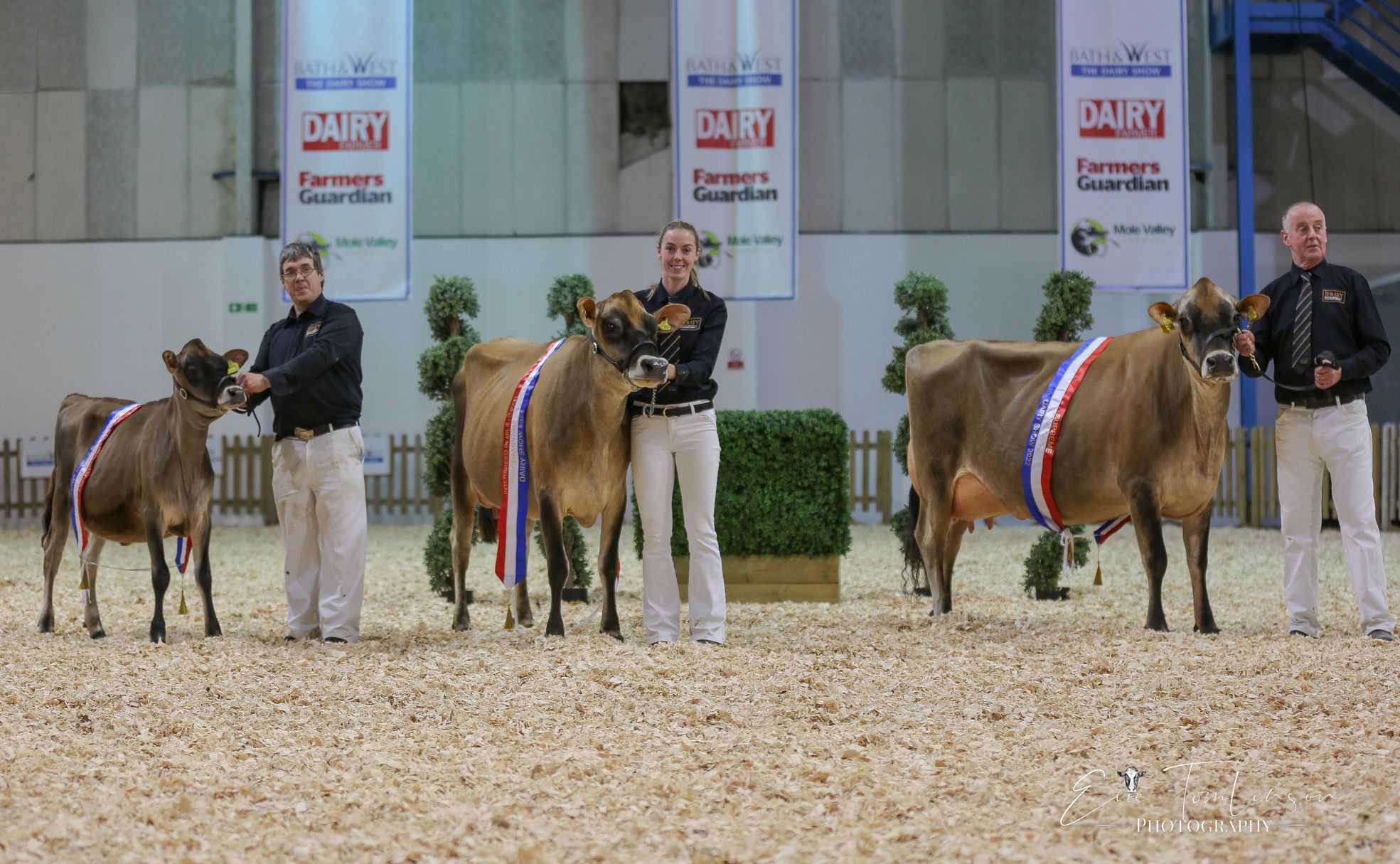 Jersey cows dominate in South West Dairy Show InYourArea Community