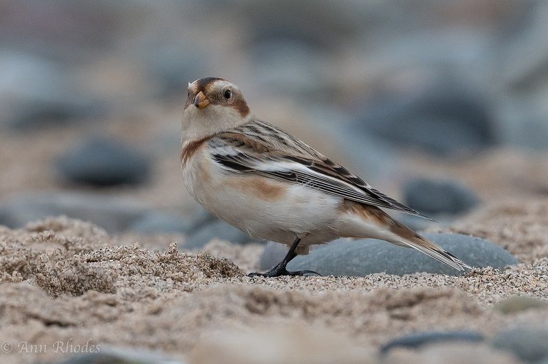 Wildlife: Snow bunting looking for warmth