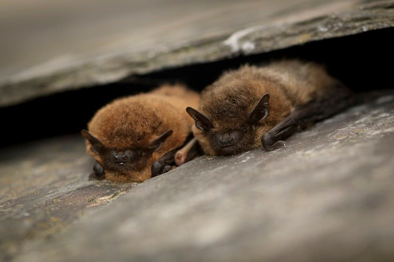 Wildlife: Bats - winged creatures of the night