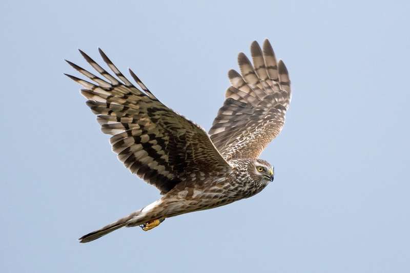 Laughing Badger: Raptor crime numbers are just the tip of the iceberg