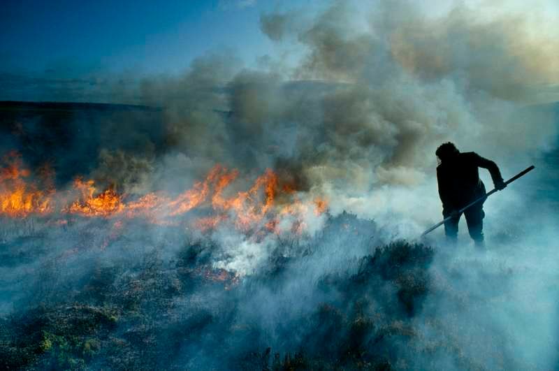 Laughing Badger: Call for a ban on peatland burning