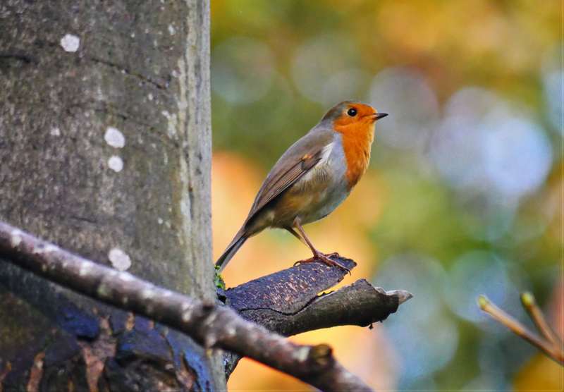 Scene By You Ormskirk - November 10: Pictures of West Lancashire captured by local photographers