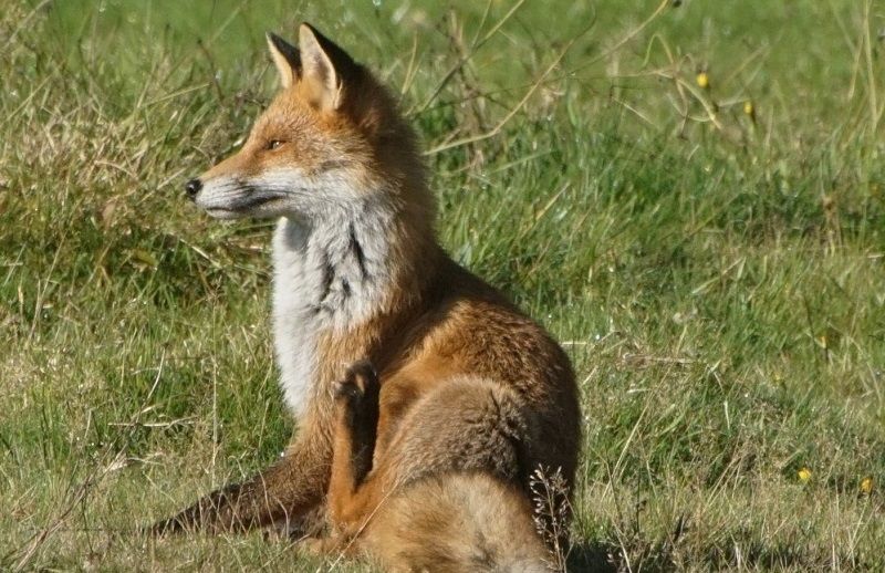 Wildlife: A rich and wild autumn