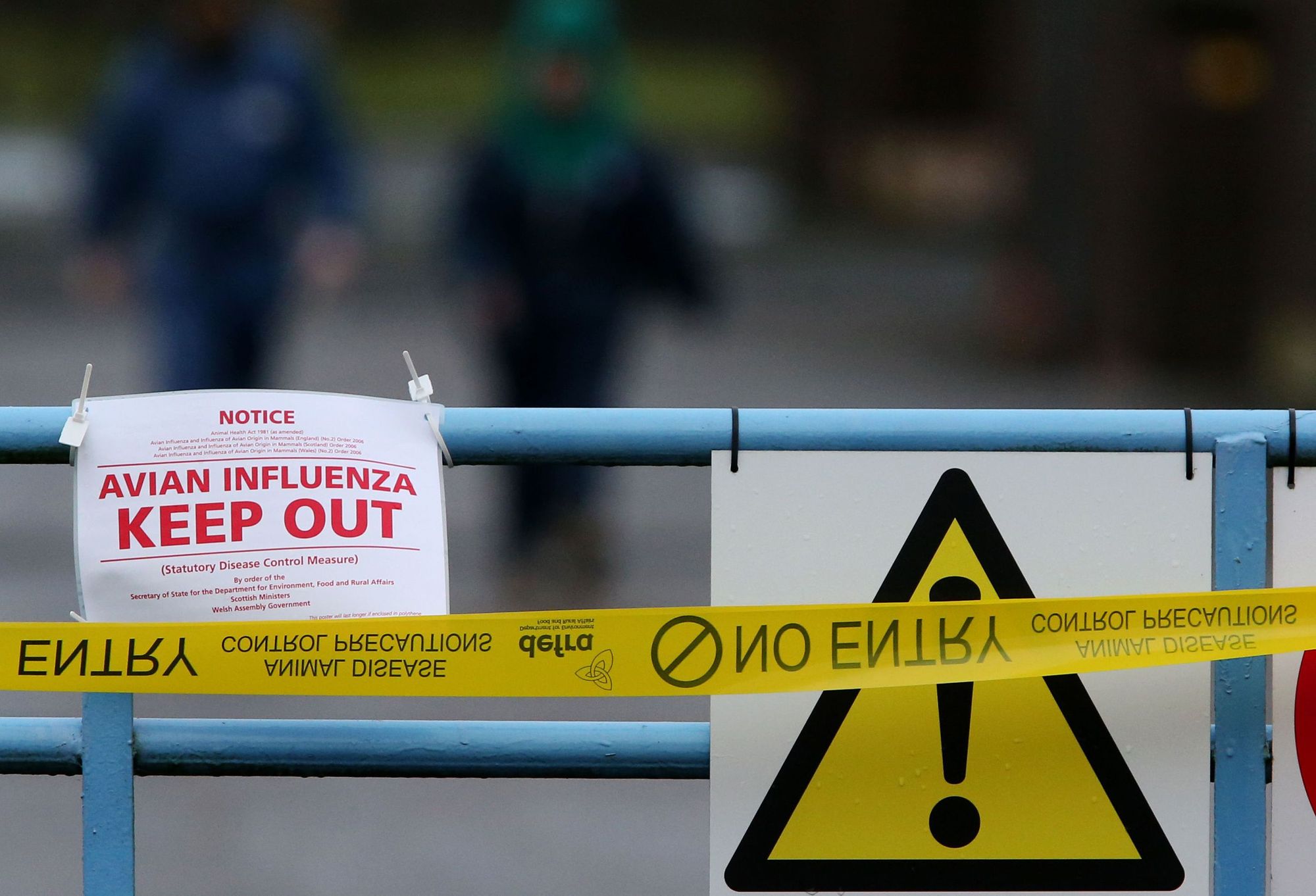 Bird flu outbreak reported in Halton InYourArea News