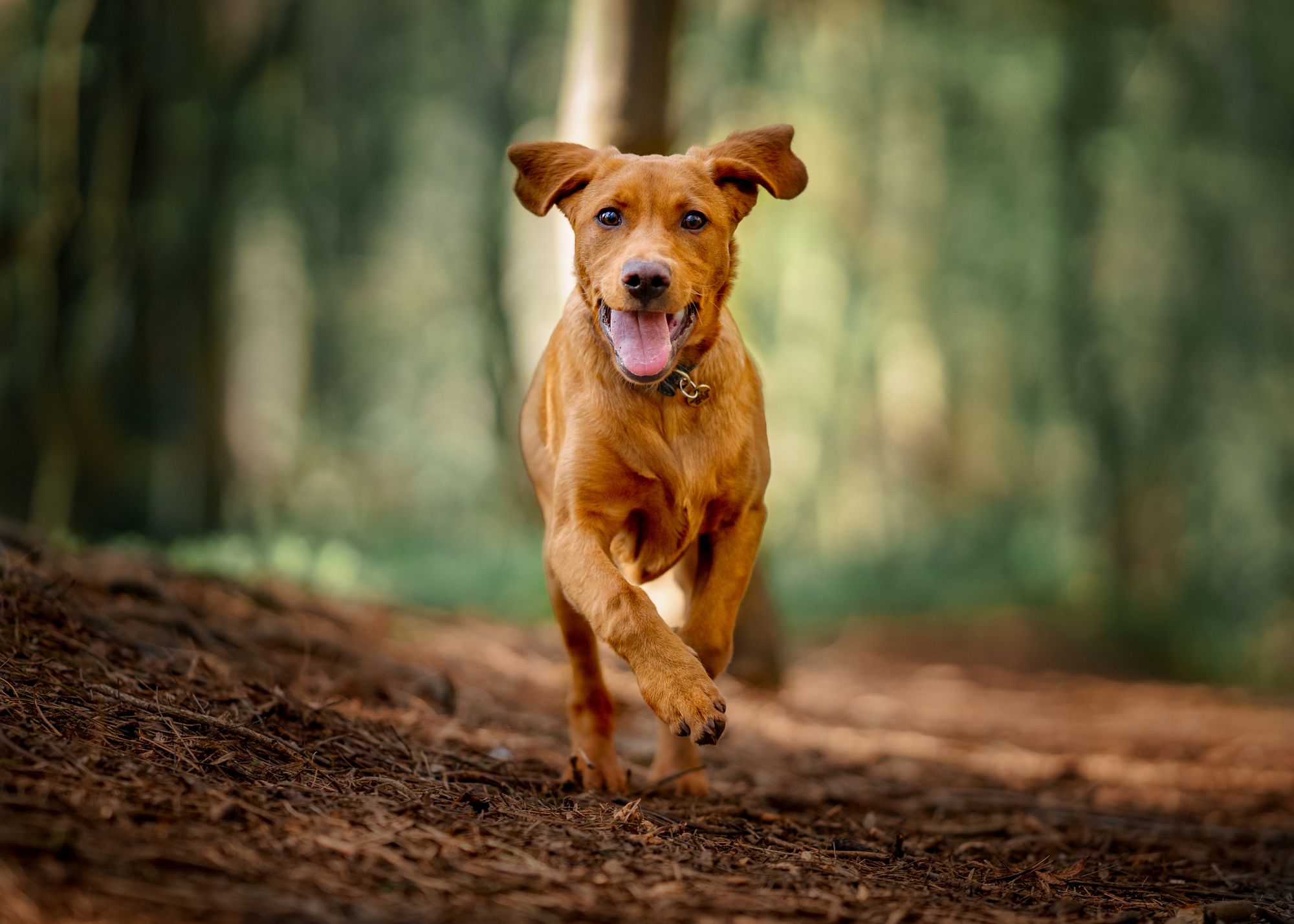 Dog owners warned of five key hazards to be aware of on autumn walks to avoid costly vets bills