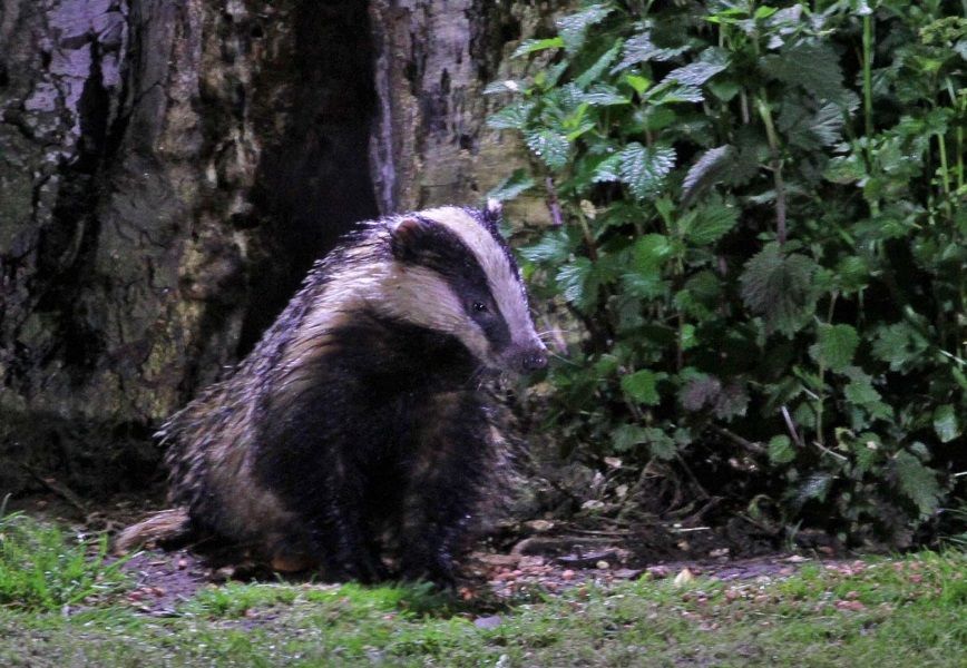 'Obscene' badger cull licences granted in Buckinghamshire and Oxfordshire