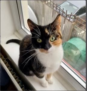 Moggy Matchmakers: Mum and daughter need a loving home together
