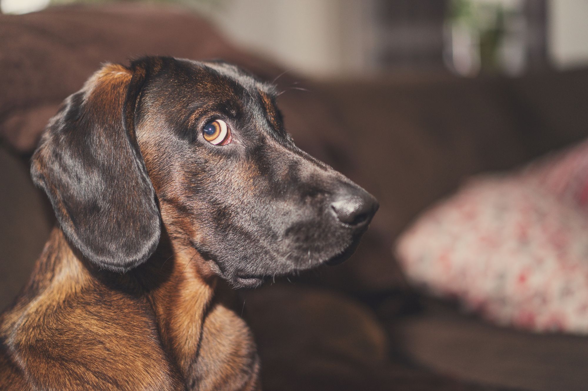 Keeping pets calm and safe around Bonfire Night