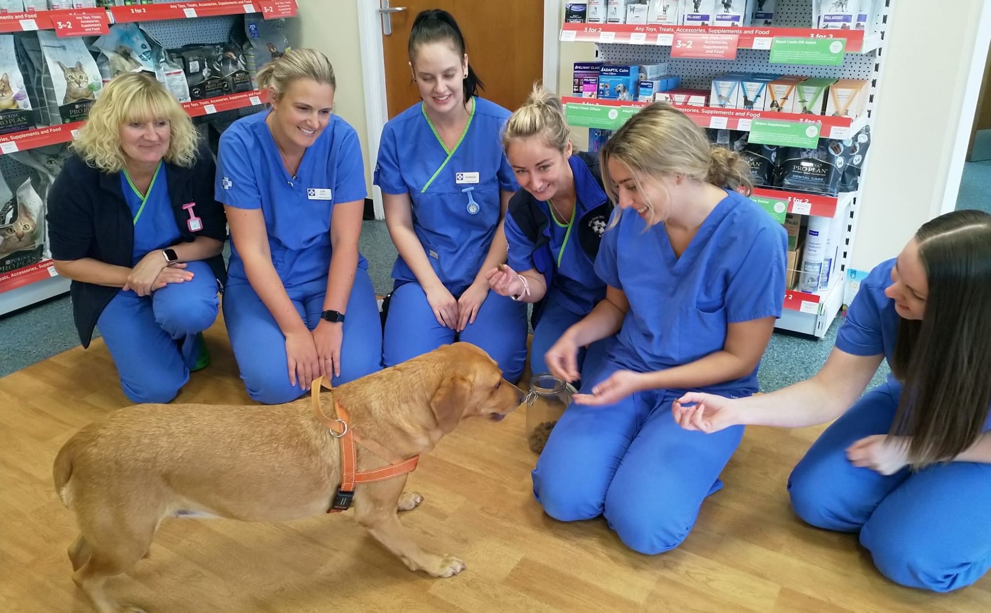 Vets who saved Labrador from horrifying ordeal celebrate first anniversary of her recovery