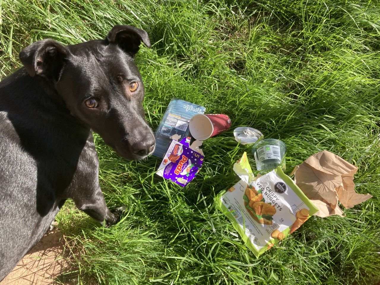 Bodhi the rescue dog encourages kids to keep Britain tidy