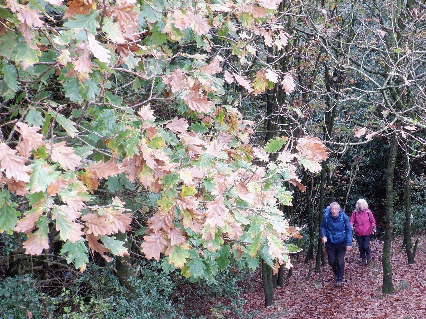 Rossendale Ramblers: Breezy, colourful and hazy walks