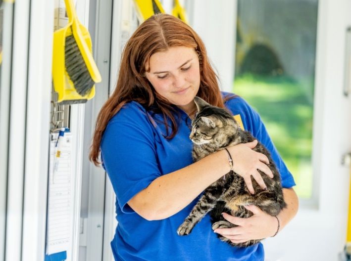 Cats in south and east of England face raised threat of homelessness this winter