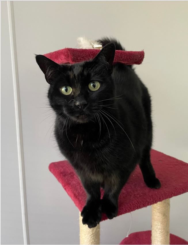 Lots on offer at animal charity's Christmas fair | InYourArea Community