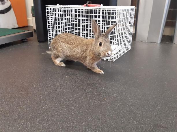 Friendly stray Ayr rabbit looking for forever home