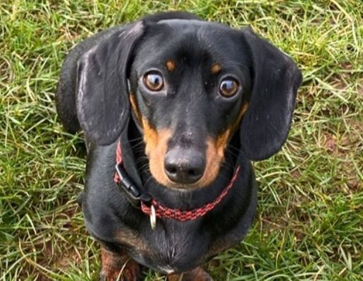 Dachshund pup finds forever home with police officer who rescued him