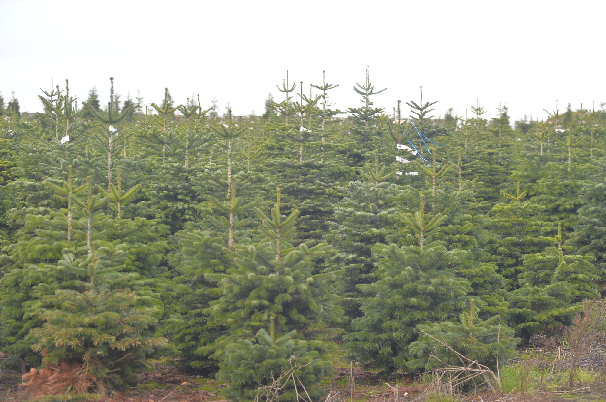Picking up your Christmas tree could land you with a £5,000 fine - how to avoid it