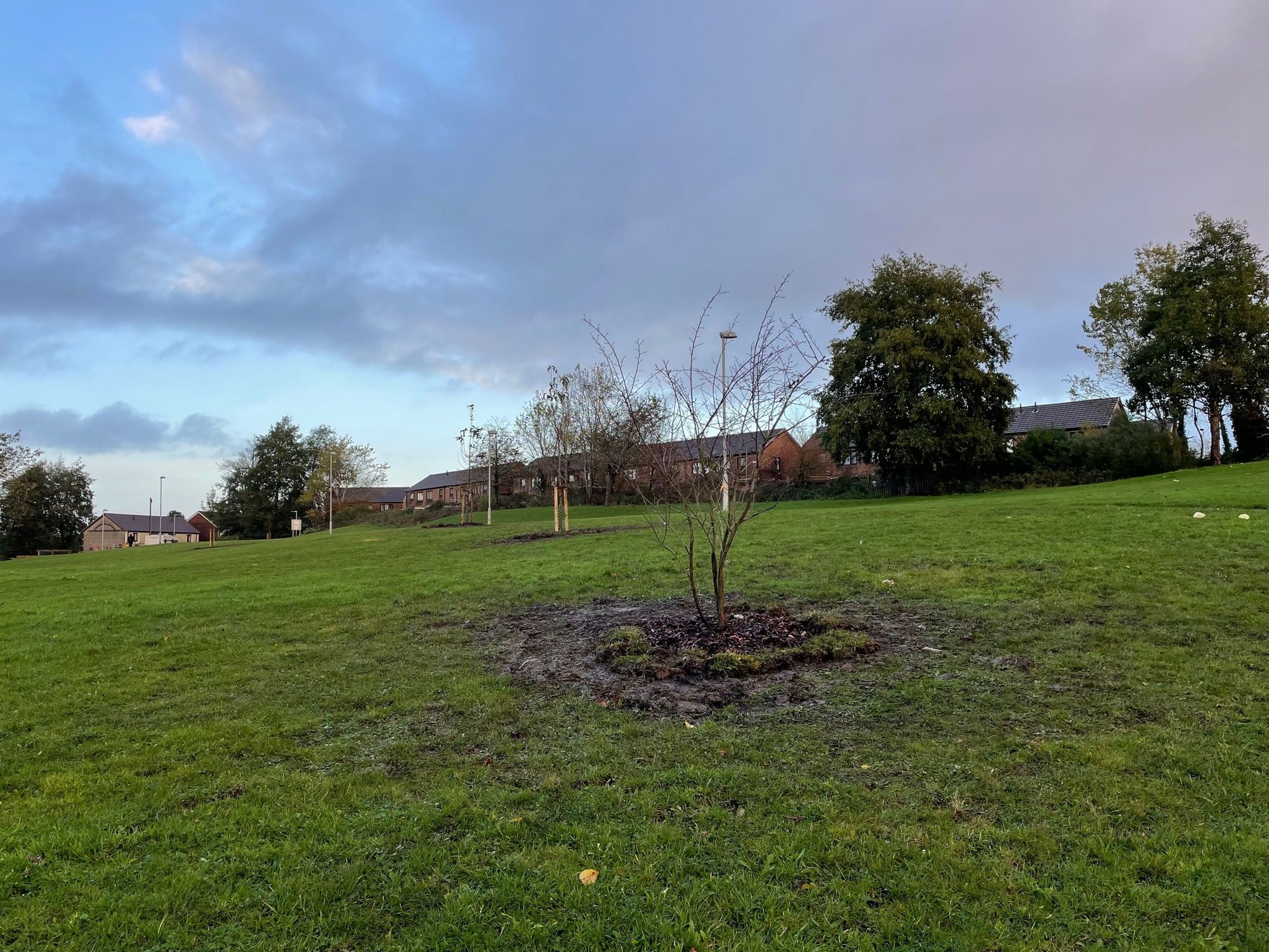 Call for volunteers to help plant trees and hundreds of spring bulbs across two Swansea communities