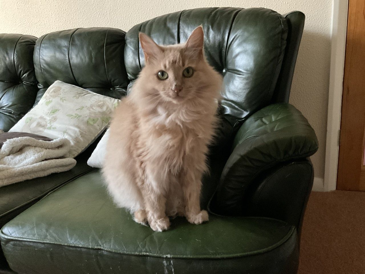 Moggy Matchmakers: Lily needs a  peaceful home to retire to
