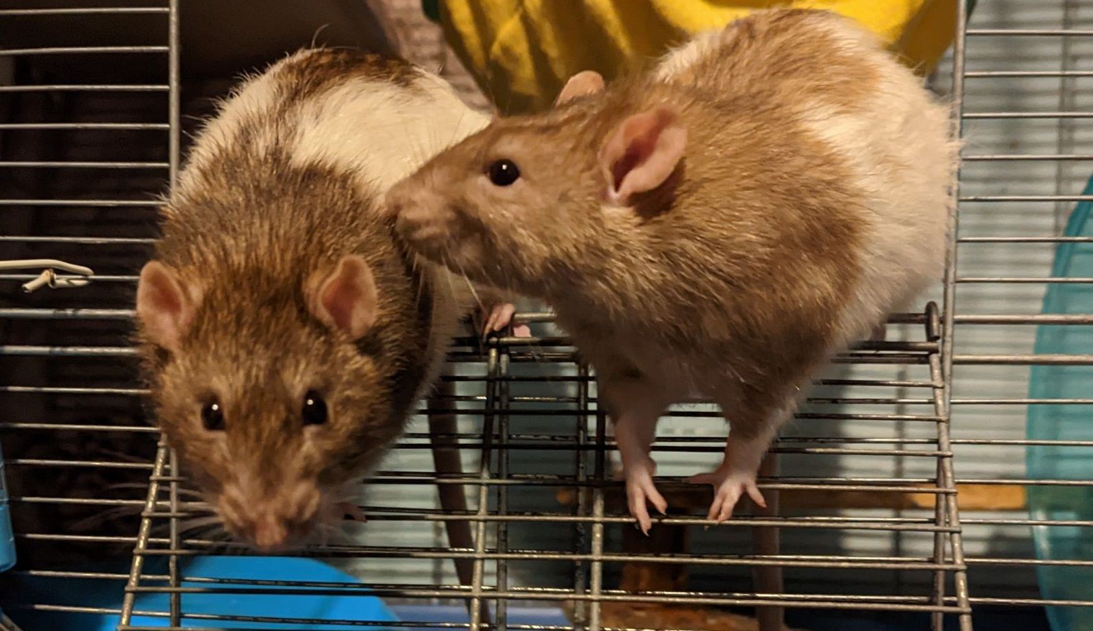 Colwyn Bay RSPCA issue rehoming appeal for pet rats who survived being