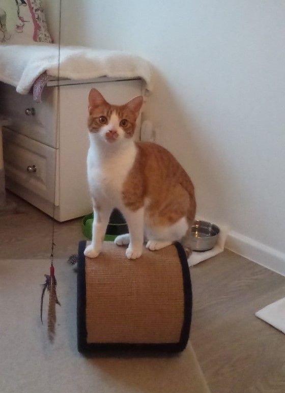 Moggy Matchmakers: Independent Angie is looking for a new home