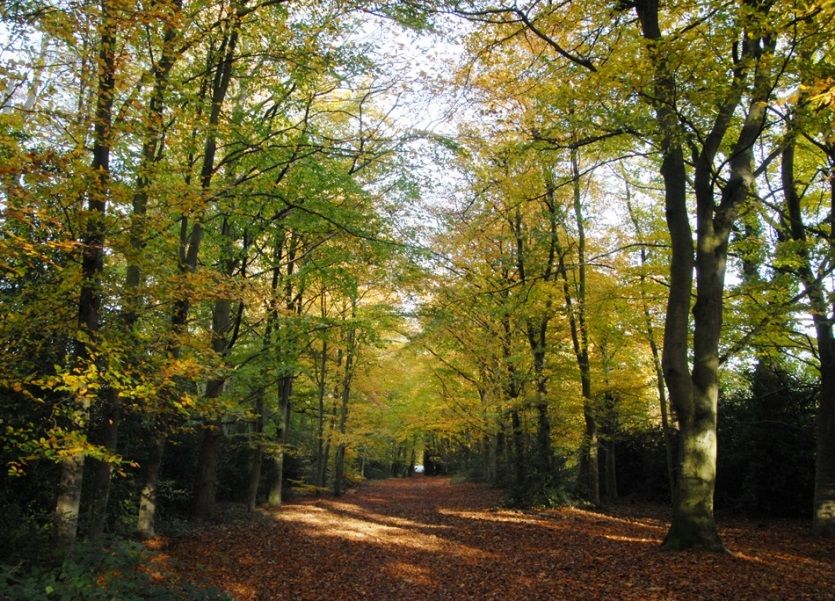 Council marks national tree week with promise to plant more than 300 trees