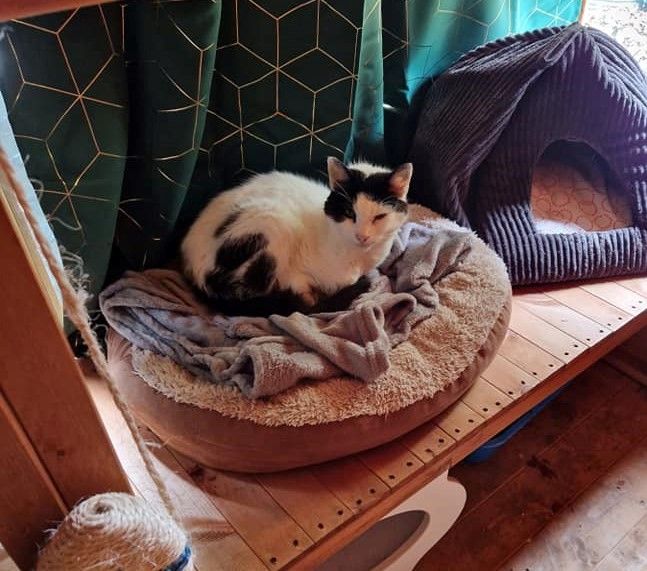 Kind donation improves catio at Bradford cat sanctuary