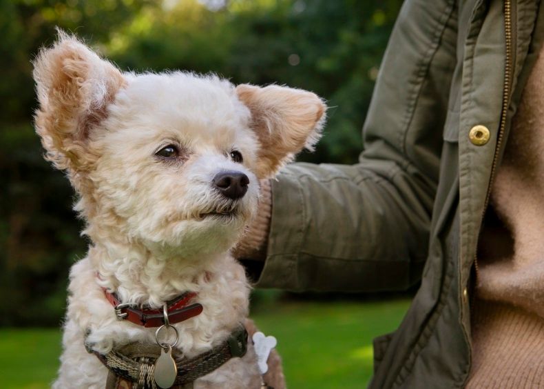 Dogs Trust and Endeavour see significant rise in referrals as owners flee domestic abuse