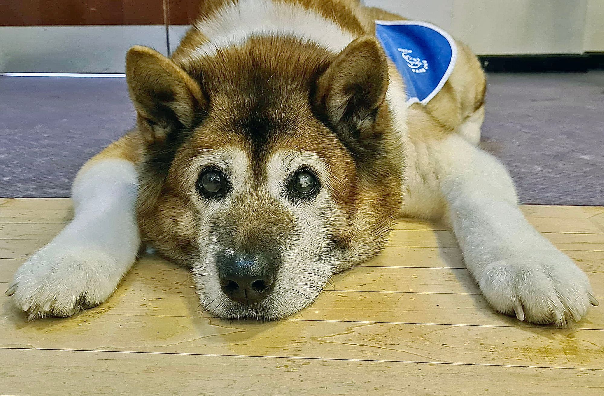 Derbyshire owner drives 2,000 miles to save therapy dog's sight