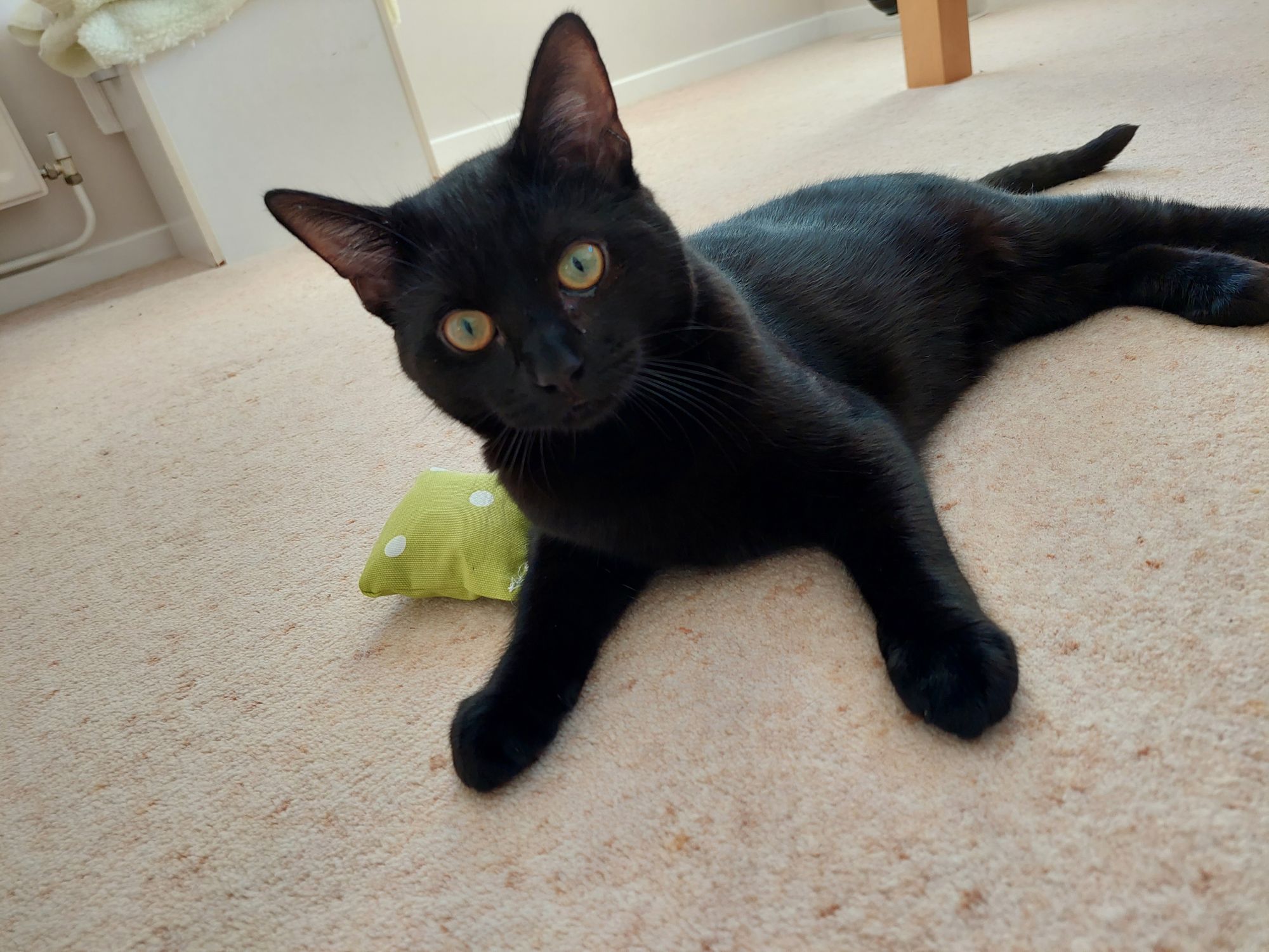 Moggy Matchmakers: Albie needs a quieter home
