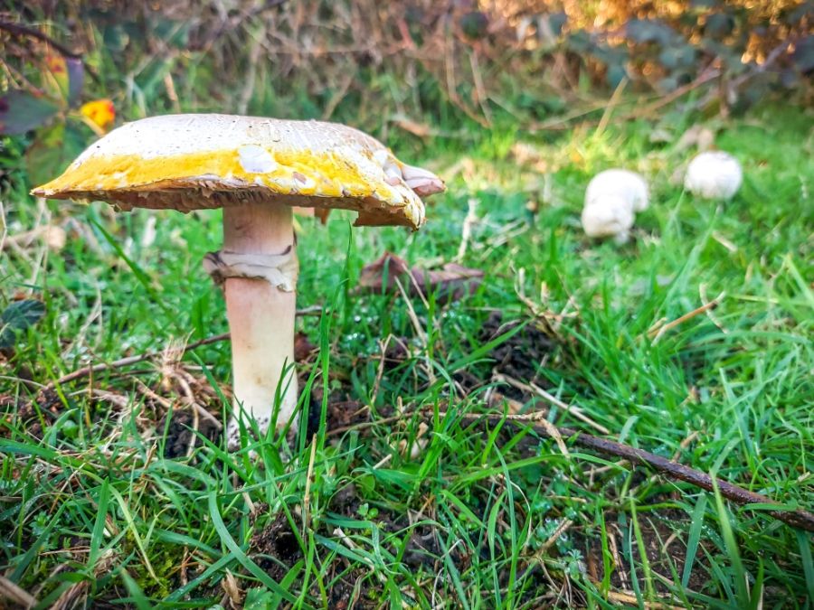Wildlife Trust issues warning after seeing rise in commercial scale fungi foraging