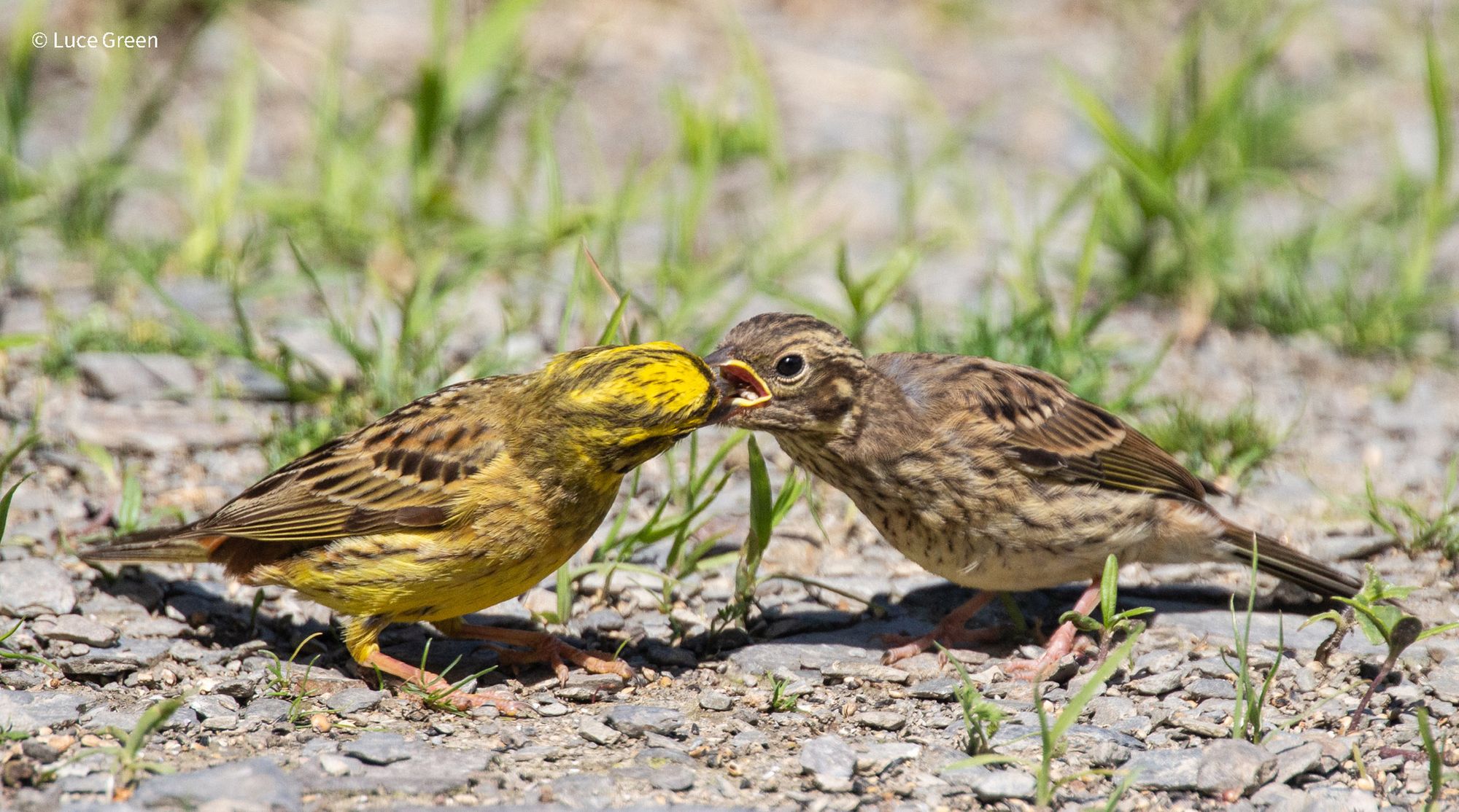 Protected yellowhammers set up home at birds of prey centre