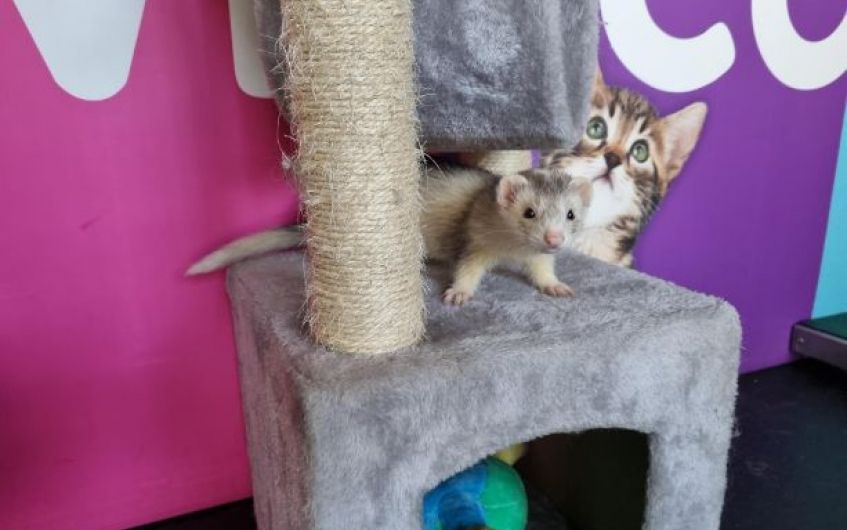 'Bonded pair' of Ayrshire ferrets looking for new home together