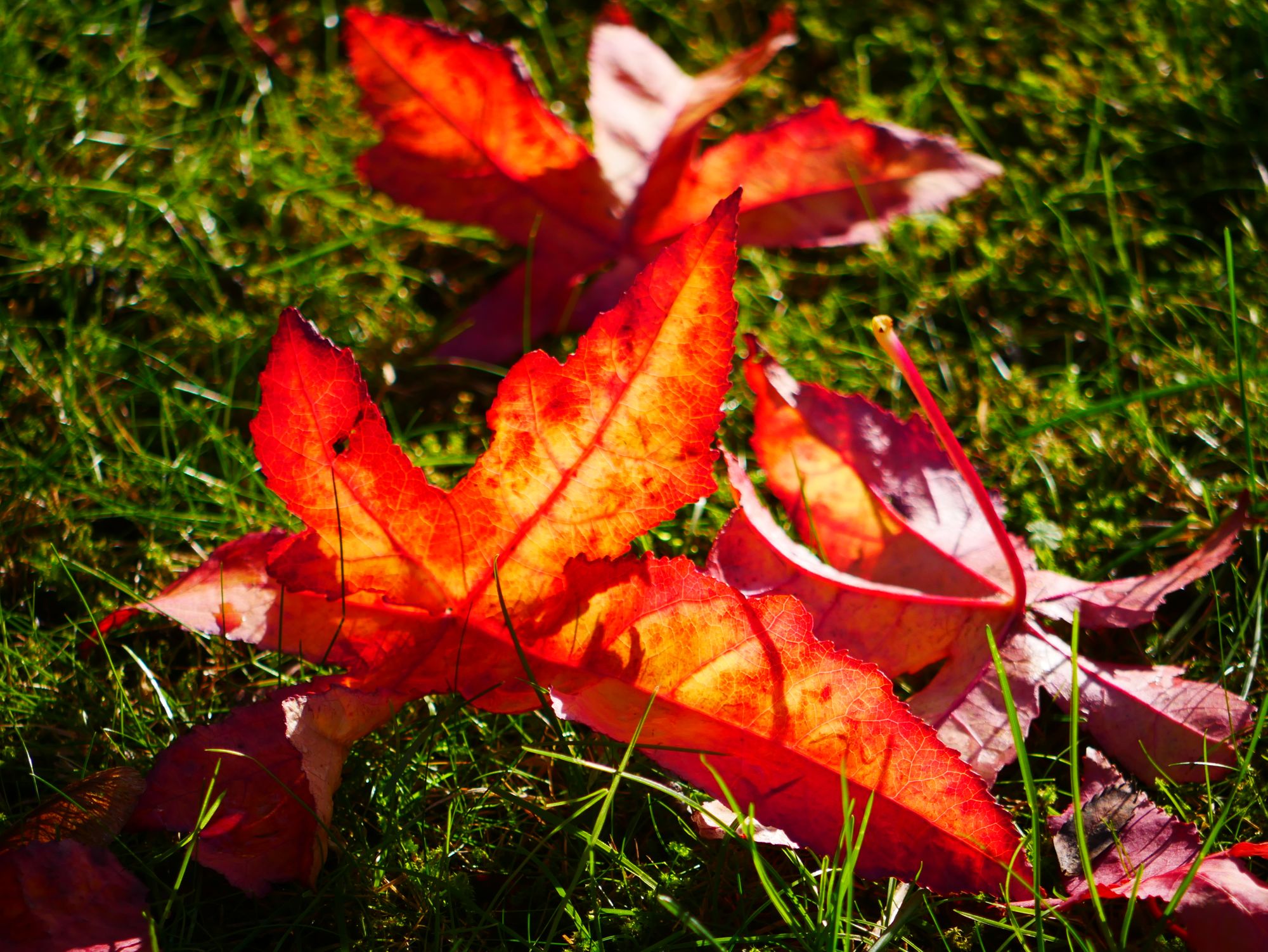 Scene By You Ormskirk - Dec 8: Pictures of West Lancashire captured by local photographers