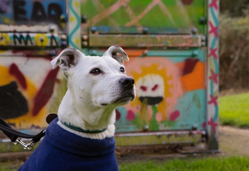 Dogs Trust delivers Christmas hope to people experiencing homelessness in Cambridgeshire